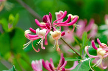 Load image into Gallery viewer, Japanese Honeysuckle
