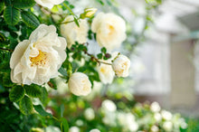 Load image into Gallery viewer, Dream Catcher