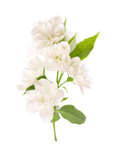 Load image into Gallery viewer, 5th Avenue