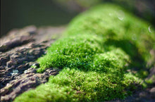 Load image into Gallery viewer, The Bachelor